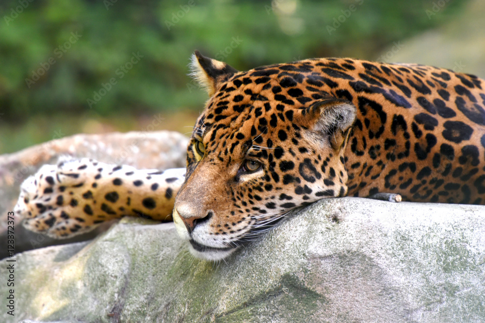 Fototapeta premium panthère léopard