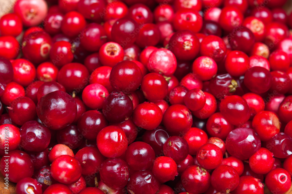 Fresh cowberry or cranberry abstract background close up Fresh cowberry or cranberry abstract background close up