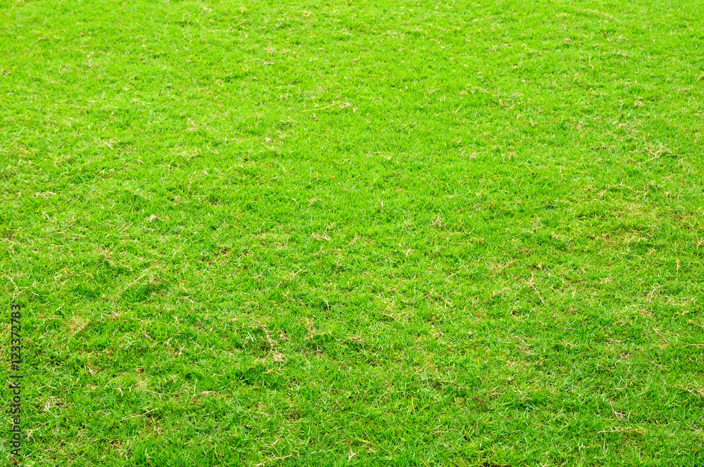 Green grass yard for background Green grass yard for background