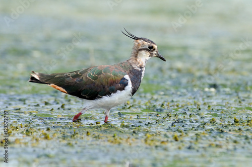 Walking lapwing in marsh