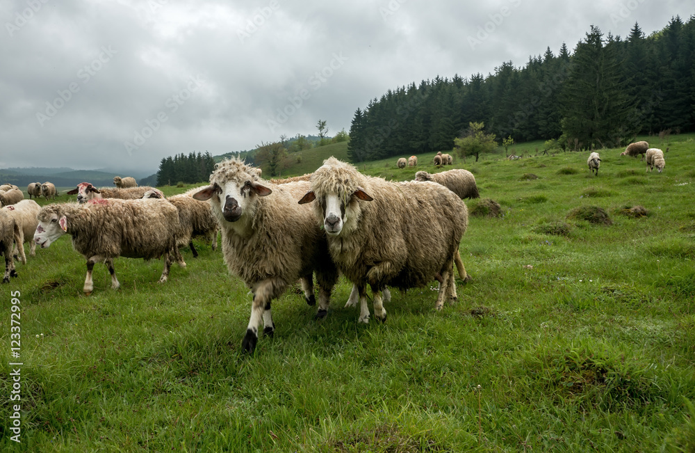 Sheep grazing Sheep grazing