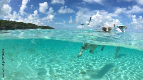 Wild, swimming piglet on Big Majors Cay in Bahamas