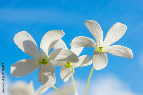 Macro white flowers on blue