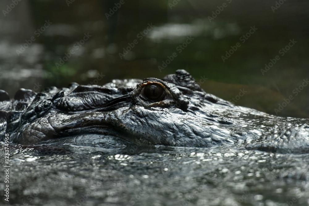 Obraz premium crocodile