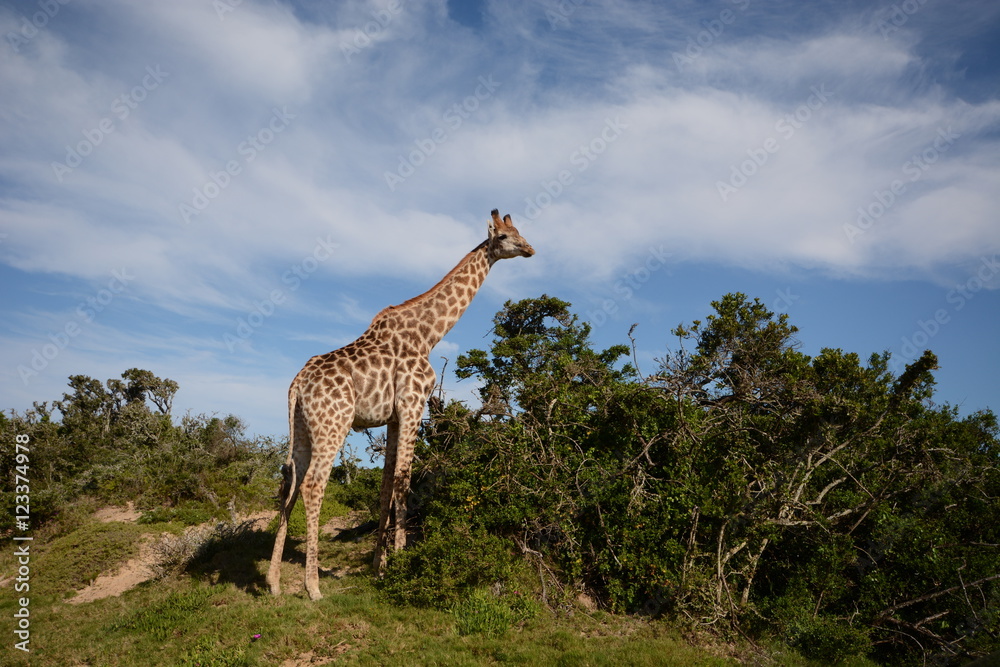 Obraz premium Giraffe