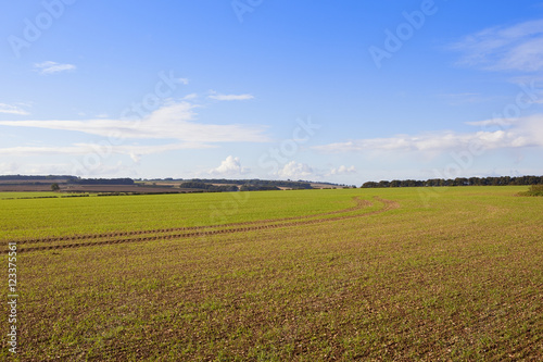 young wheat crop