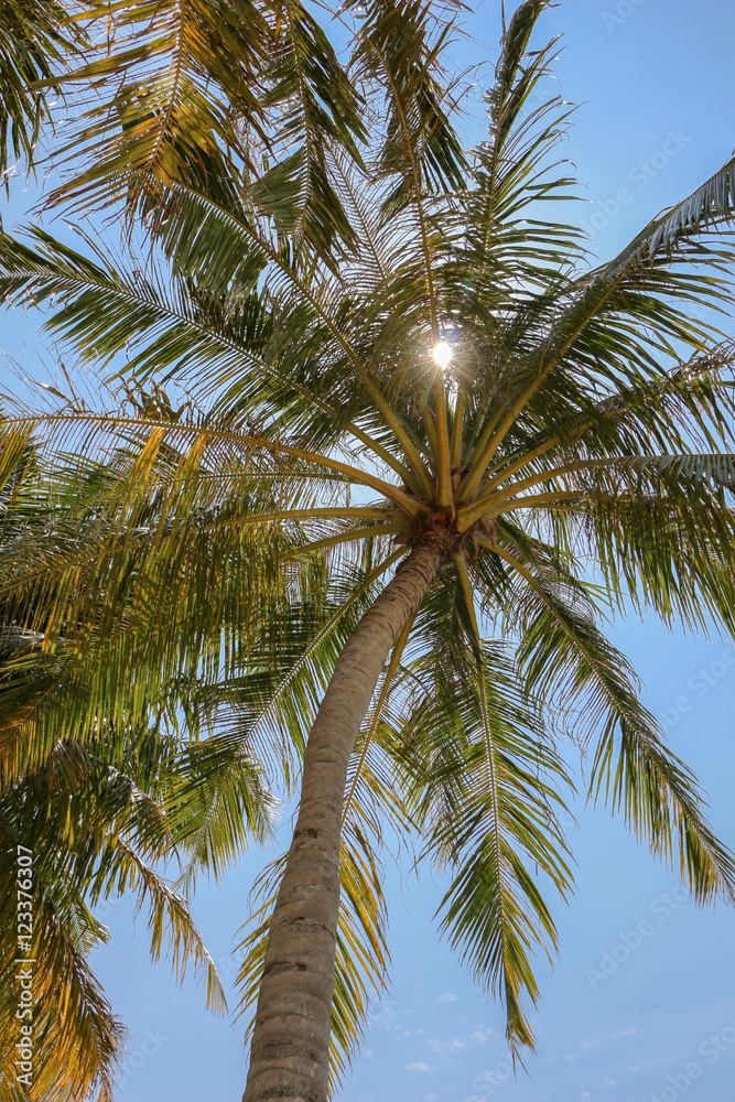 Palm tree and shining sun over bright sky background Palm tree and shining sun over bright sky background