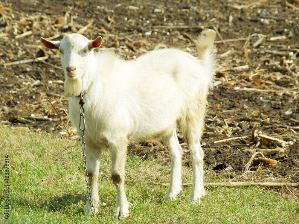 goat goat