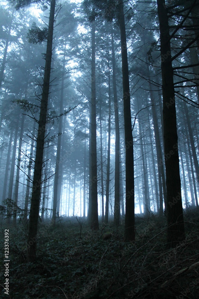 forêt dans le brouillard