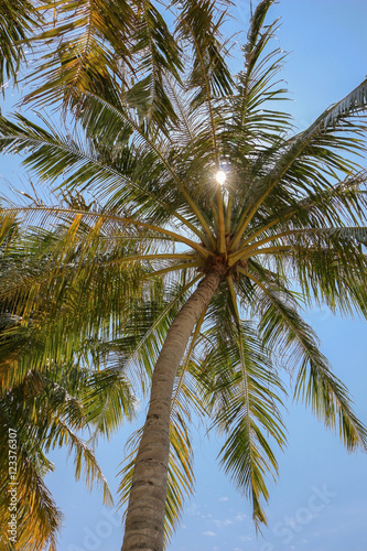 Palm tree and shining sun over bright sky background