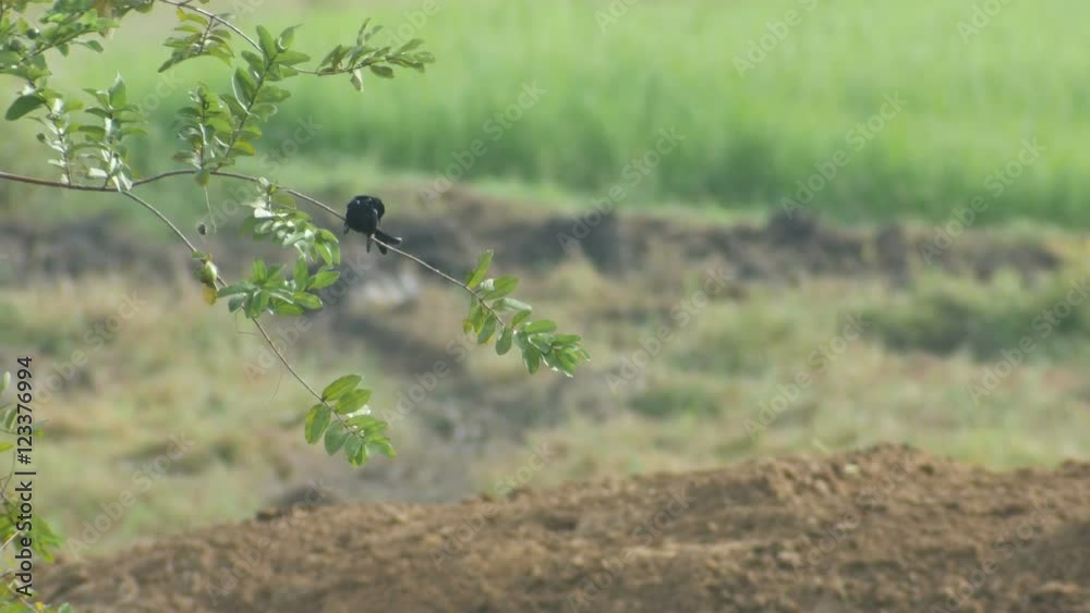 black drongo bird is resting on the tree branch in the paddy field black drongo bird is resting on the tree branch in the paddy field
