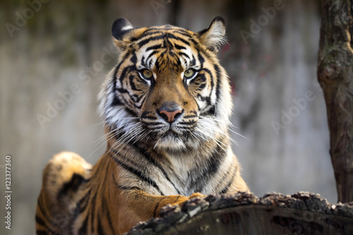  female Sumatran tiger  Panthera tigris sumatrae