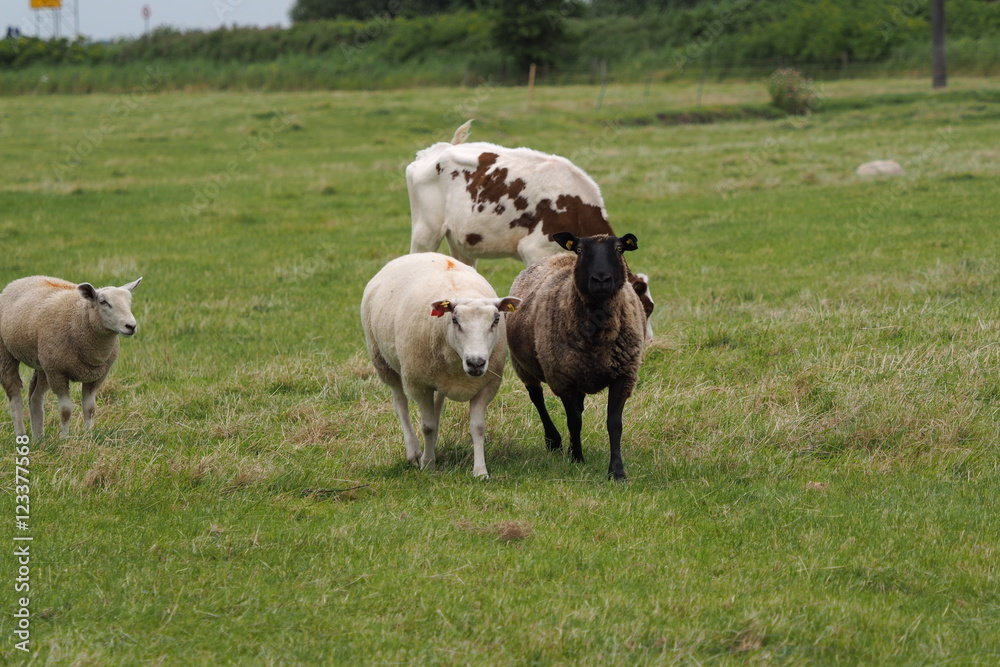Lamb Lamb