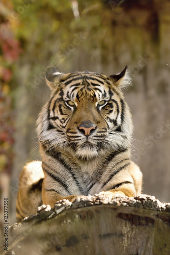  female Sumatran tiger  Panthera tigris sumatrae