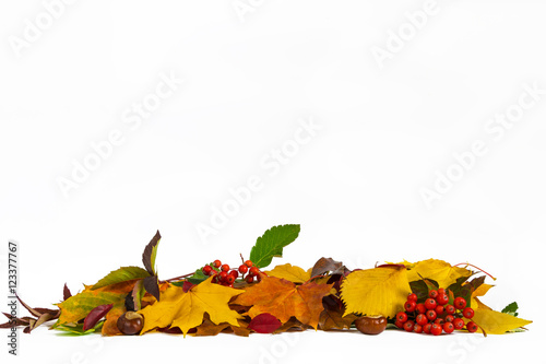 Autumn lower decoration with leaves, chestnuts and coral rowan on white background.