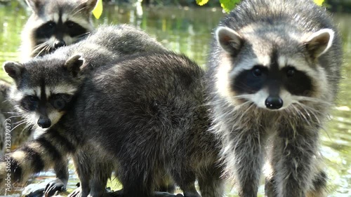 Group of racoons looking at camera pond