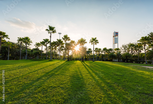 Green lawn with trees in park under sunny light, Thailand.