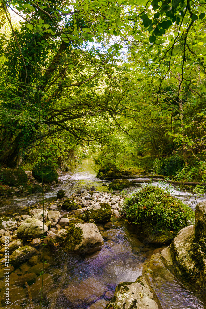 Obraz premium A stream through the jungle