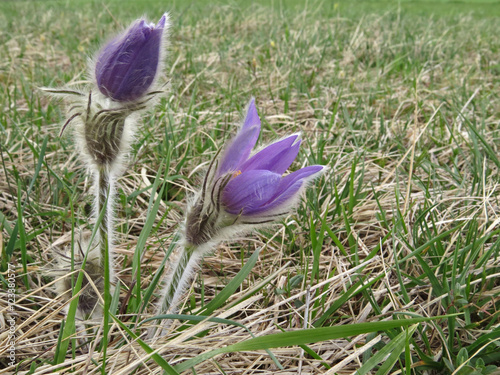 Pulsatilla patens, Garchinger Heide photo