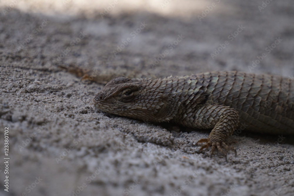 lizard lizard