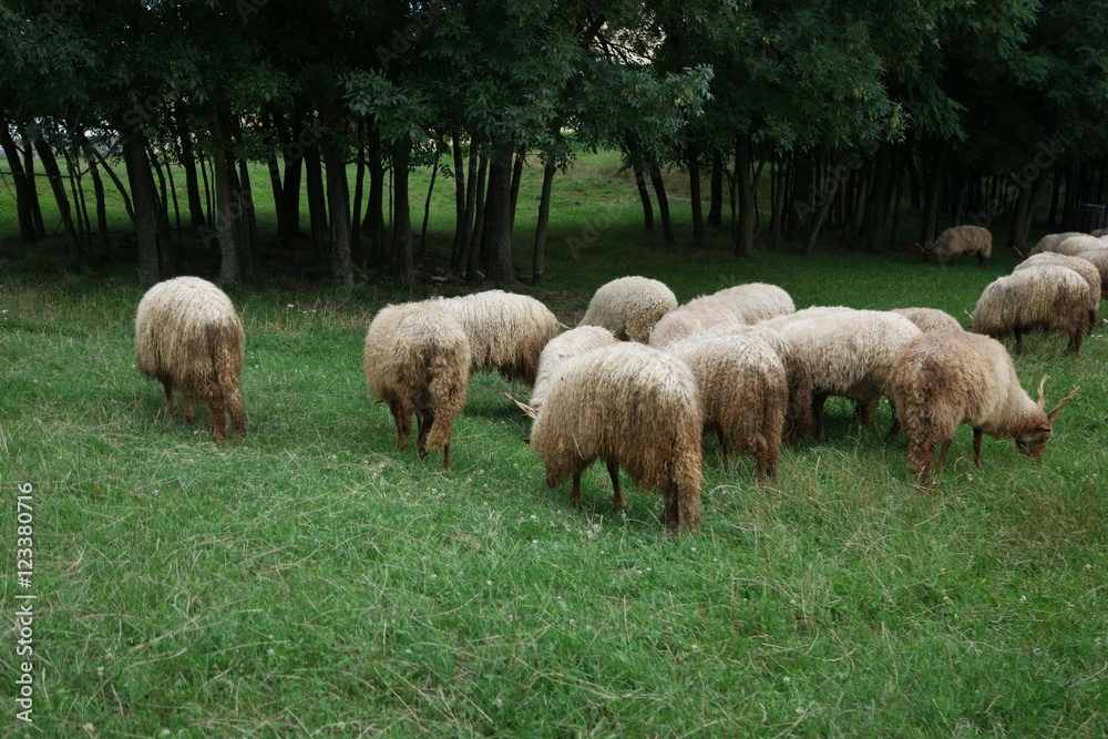 Fototapeta premium Grazing sheep in Hungary