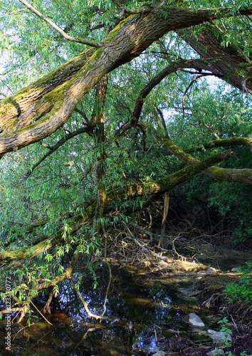 alter Baum mit Wasser