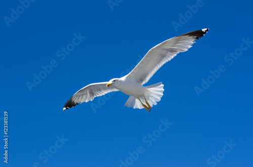 Sea gulls in sky