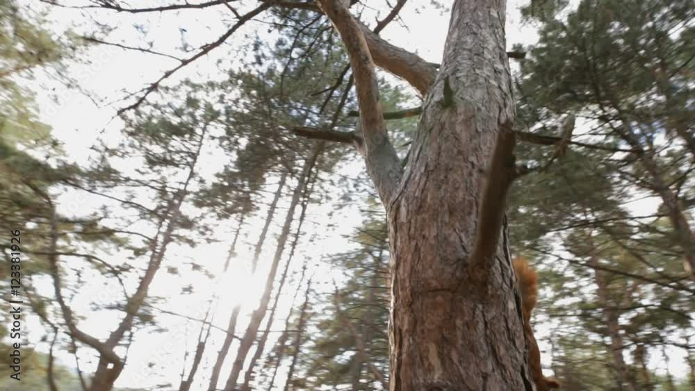 Squirrel on a pine hiding from me Squirrel on a pine hiding from me