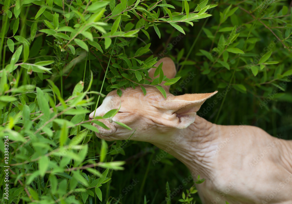 Obraz premium Sphynx cat