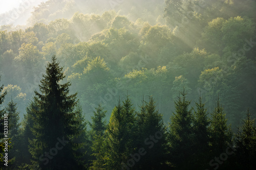Stampa su tela spruce forest on foggy sunrise in mountains