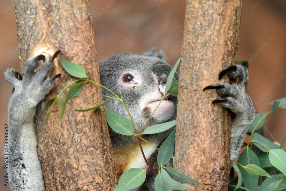 Fototapeta premium koala