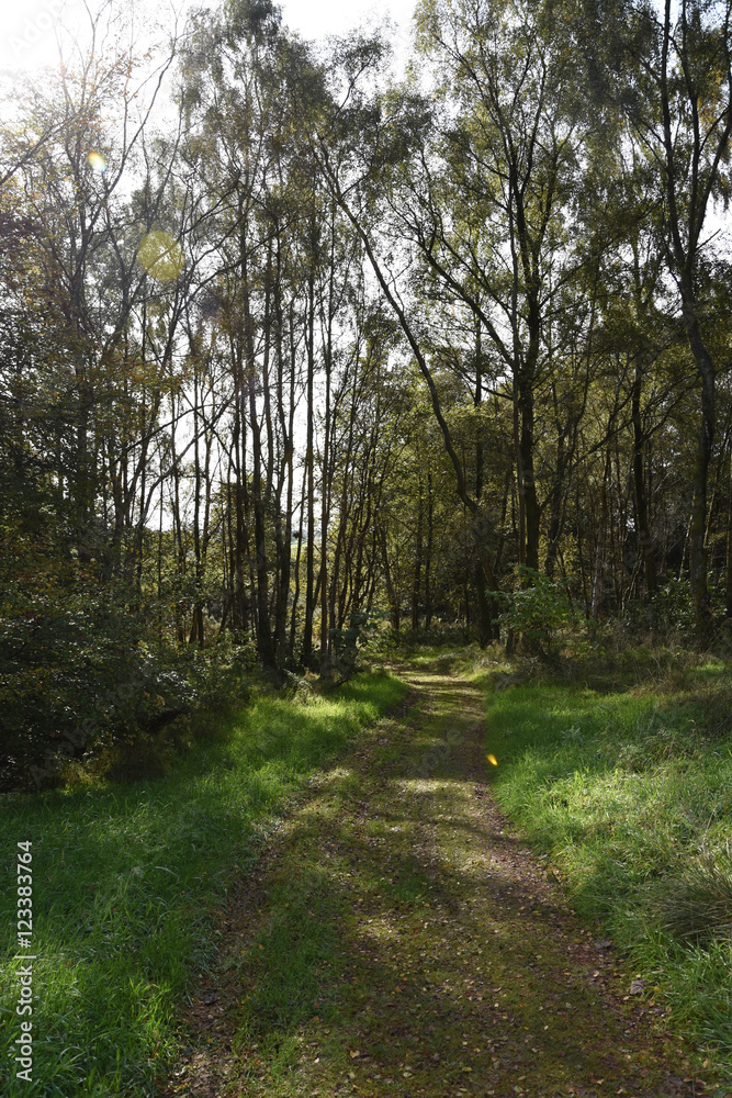 Obraz premium Forrest