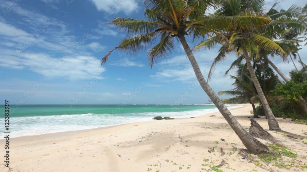 tropical beach and palm tree tropical beach and palm tree
