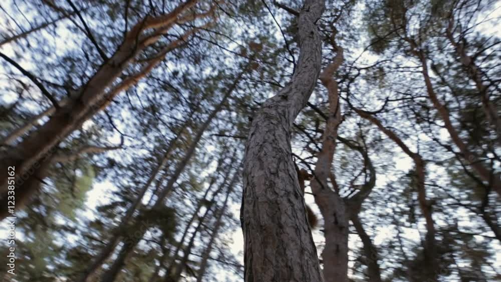 Curious squirrel climbing on a pine looking at me Curious squirrel climbing on a pine looking at me