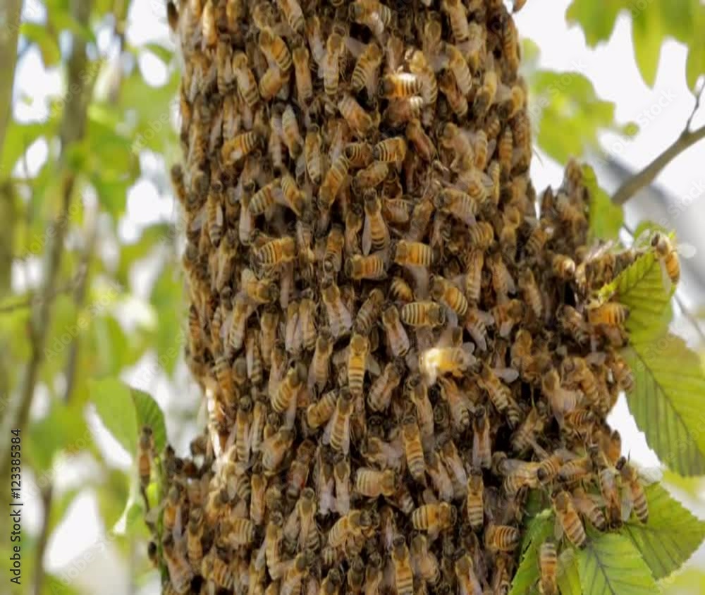 Small Bee swarm in a tree Small Bee swarm in a tree