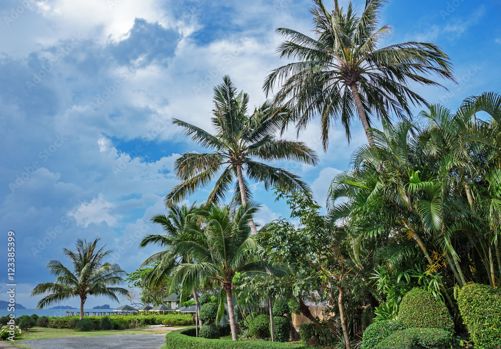 Palm trees in the park on the coast of Asia