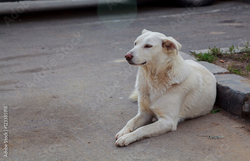 homeless dogs Positive stray dog walking on