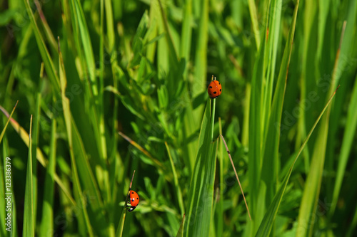 Two red ladybugs in green grass of summer meadow