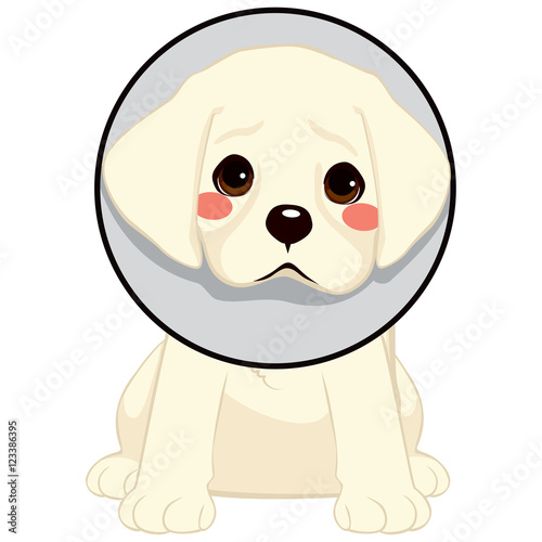 Cute little sad dog with cone of shame as injury protection