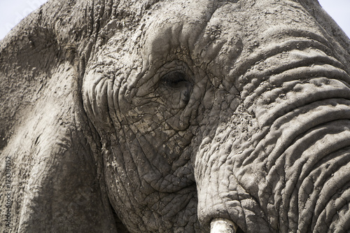 African Elephant  South Africa  Knysna Elephant Park