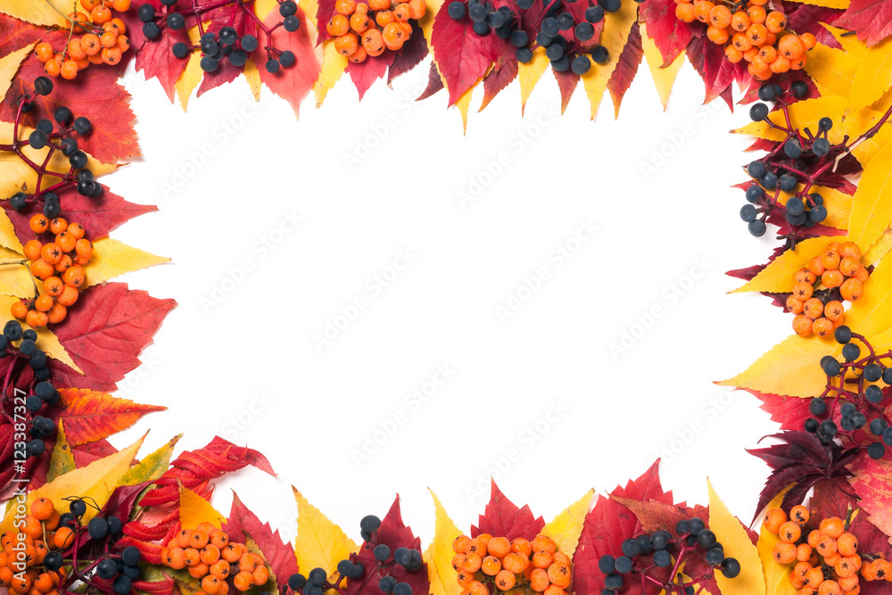 Frame of autumn leaves with rowan berries and wild grapes isolated on white background Frame of autumn leaves with rowan berries and wild grapes isolated on white background