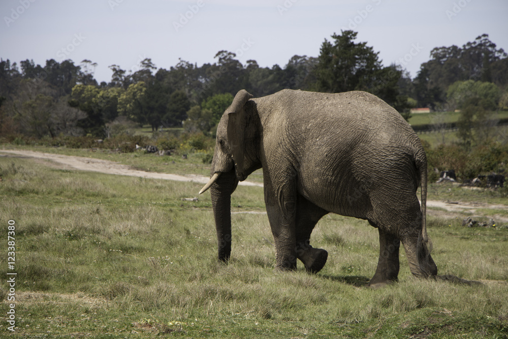 Fototapeta premium African Elephant, South Africa, Knysna Elephant Park