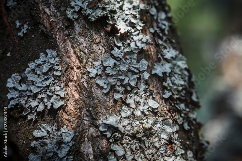 Lichen on the apple tree bark (Parmelia Sulcata) photo