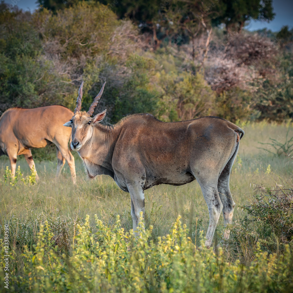 Portrait of adult eland antelope on safari, late evening Portrait of adult eland antelope on safari, late evening