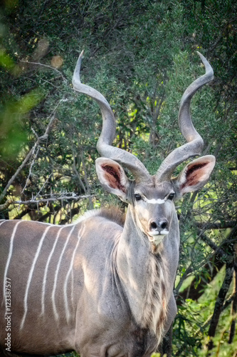 Portrait of adult male kudu antelope  on safari
