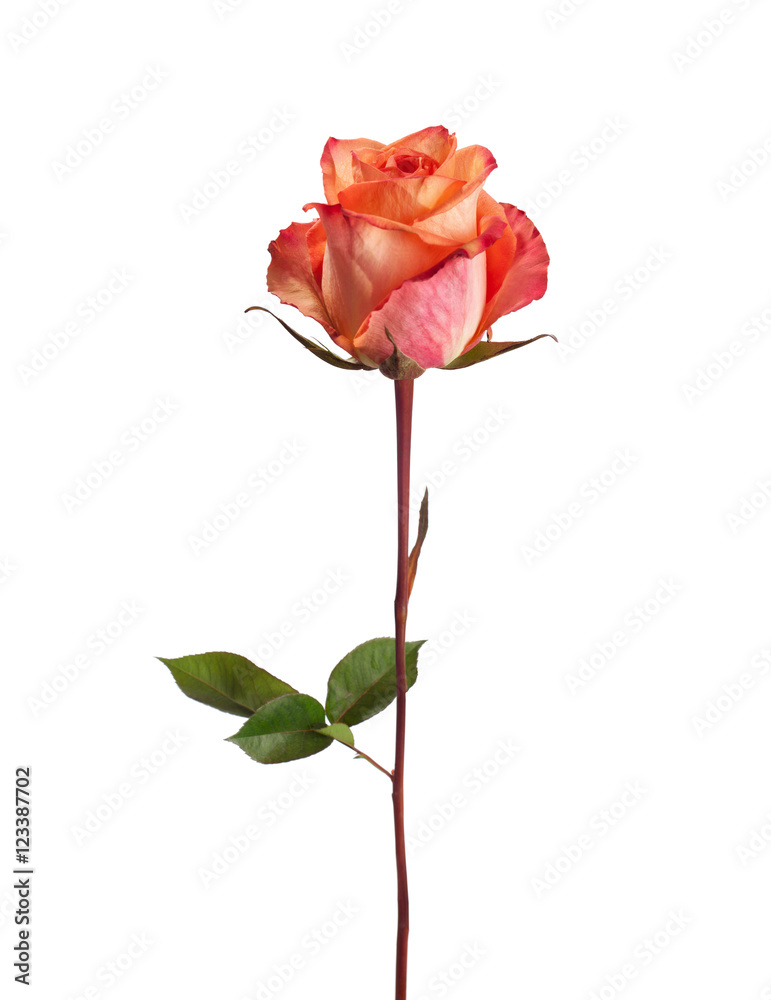 Orange rose isolated on white background.  Focus on the center of flower