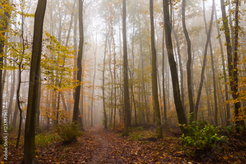 herbstwald
