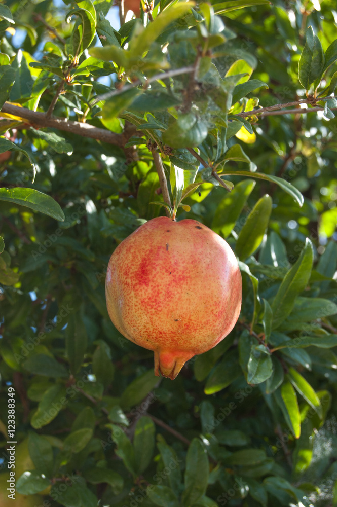 Pomegranate fruit. Organic fresh juicy product Pomegranate fruit. Organic fresh juicy product