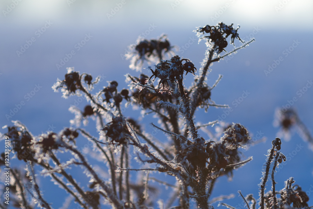 Zweige mit Eiskristallen im Winter Zweige mit Eiskristallen im Winter