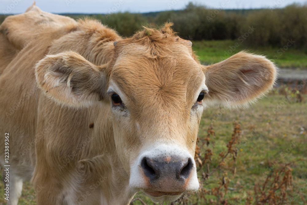 Young dairy cow head. Farm, agriculture in village Young dairy cow head. Farm, agriculture in village